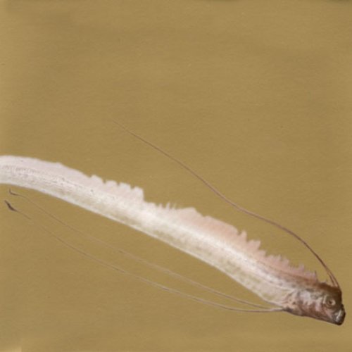 Message From Oarfish