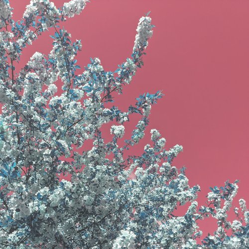 motherblossom
