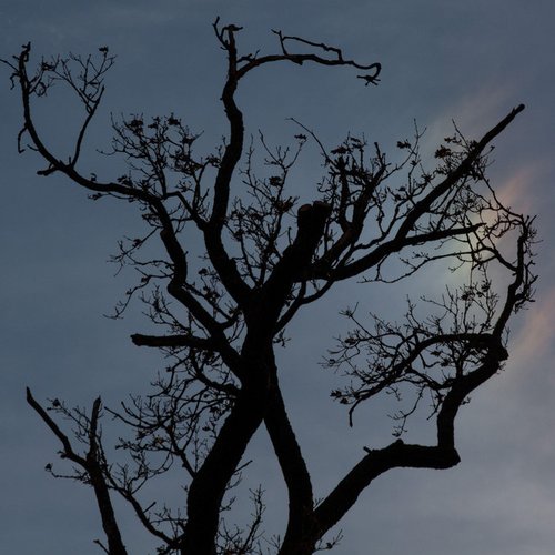Plummet