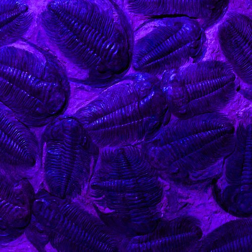 Trilobite Feeding Frenzy