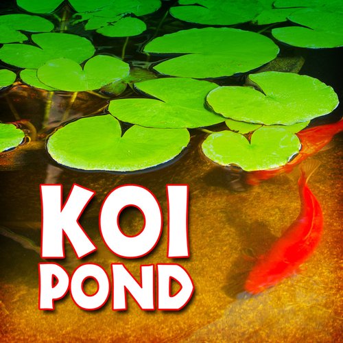 Koi Pond