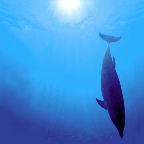 Dolphin Park