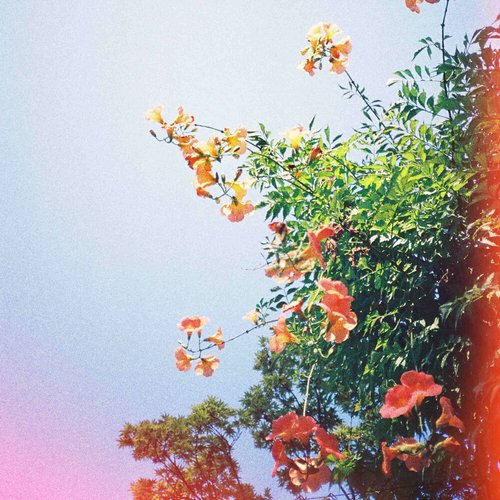 Coelum - Single