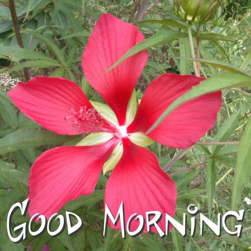 Good Morning