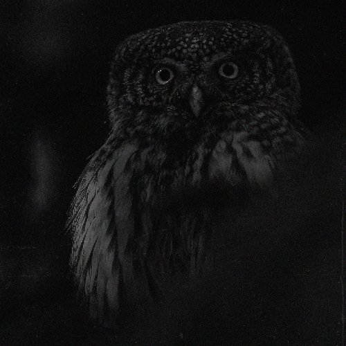 Owlcall