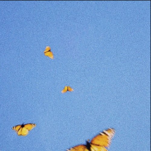 Butterflies