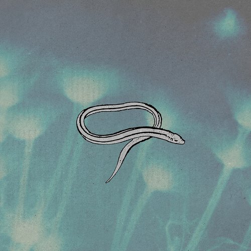 Bring On The Snakes