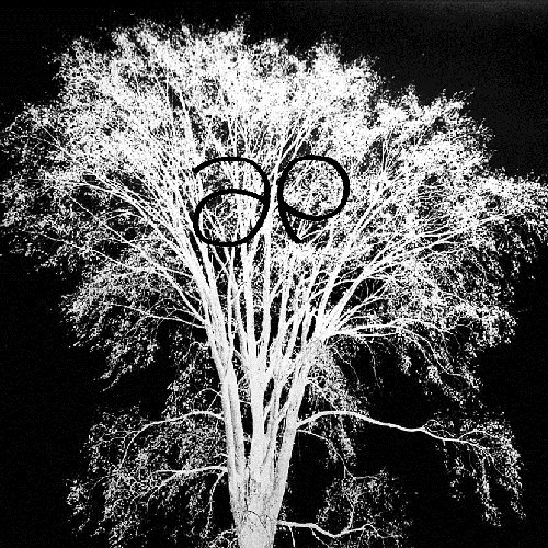 Elm The Tree