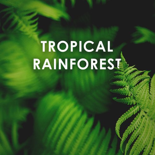 Tropical Rainforest: Calm Down and Relax Sounds