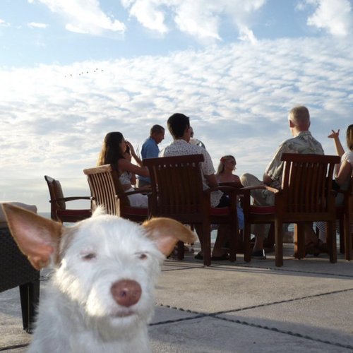 Dog Song