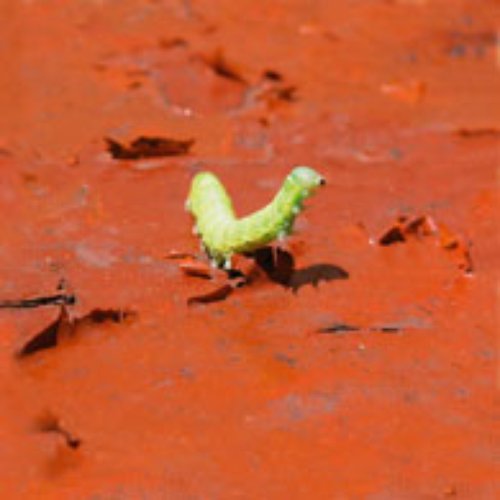 Inaudito