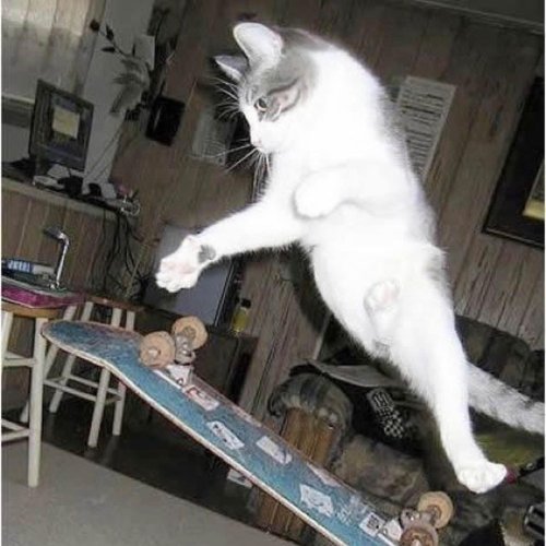 cool cat - Single