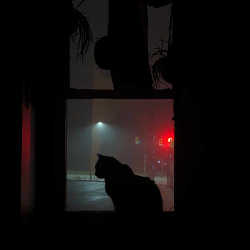 Rare Animals - Single