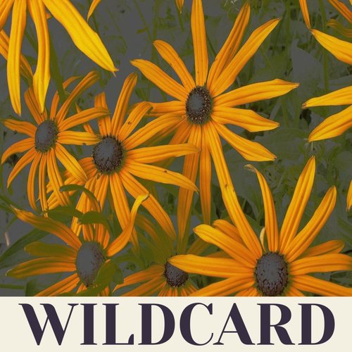 Wildcard