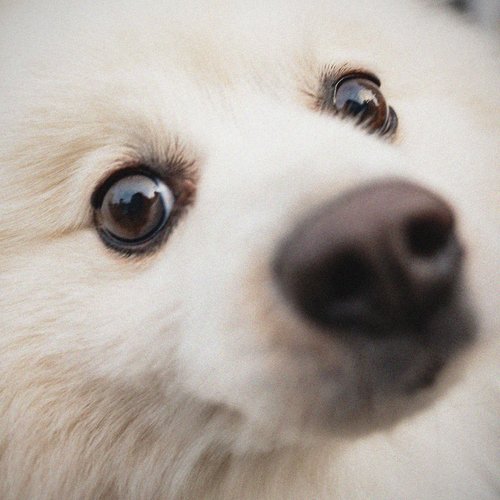 Wuff
