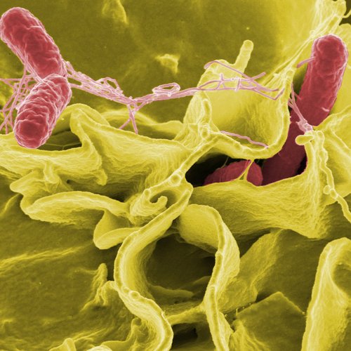 Microorganismos