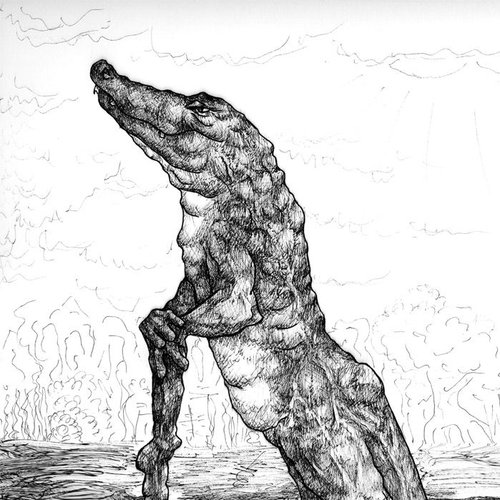 Crocodile-Alligator