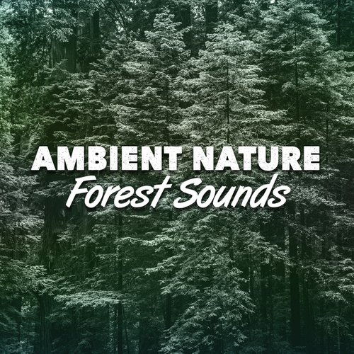 Ambient Nature: Forest Sounds