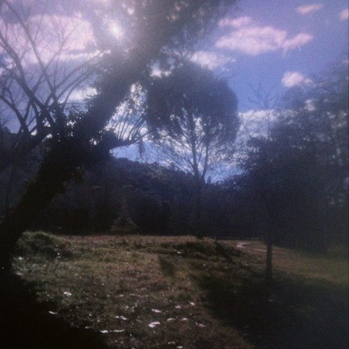 Salvia - Single