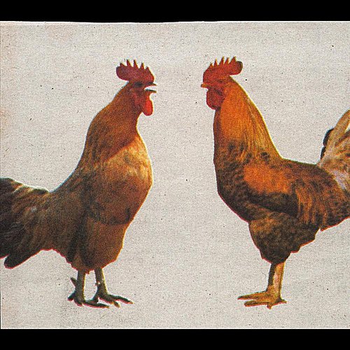 Disagreement in Politics is Null