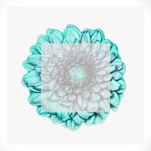 Aster