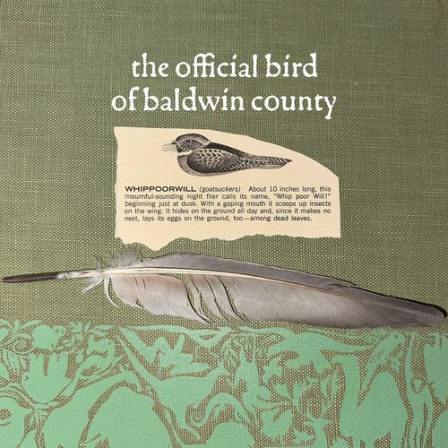 the official bird of baldwin county