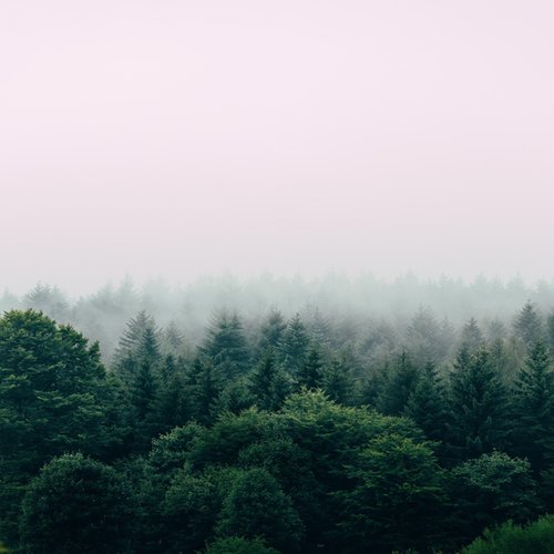 Eucalyptus - Single