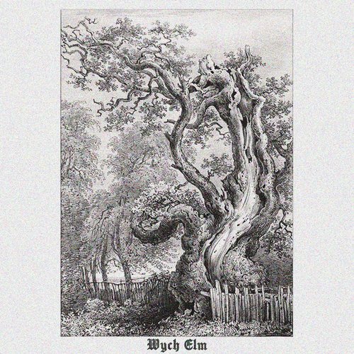 Wych Elm