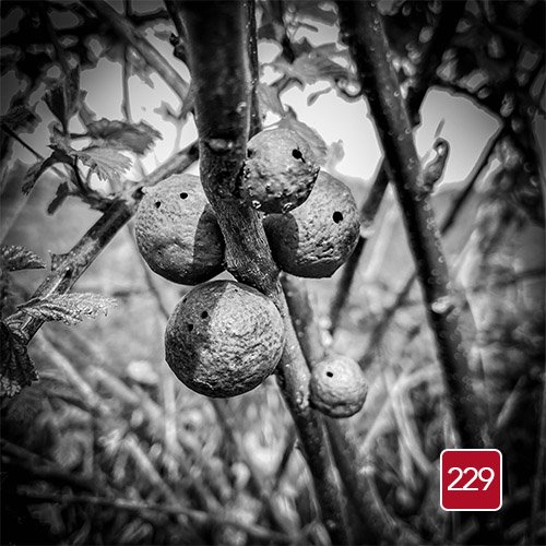 Unpop 229 (Disc Two)