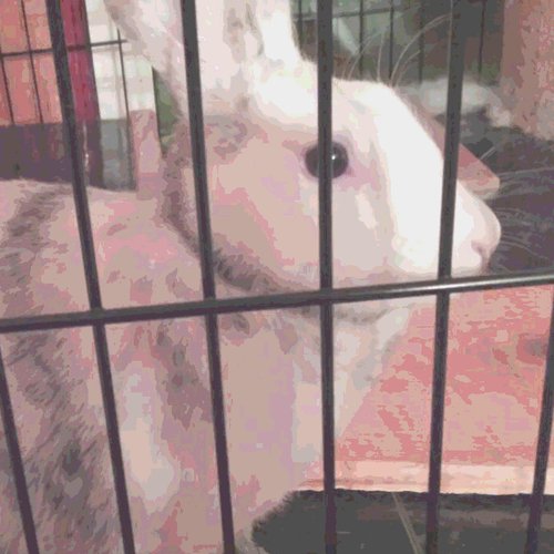 WELCOME TO NEMUI BUNNY