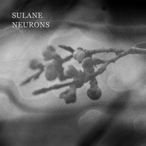 Neurons