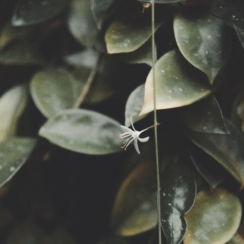 Nicotine & Tangerines