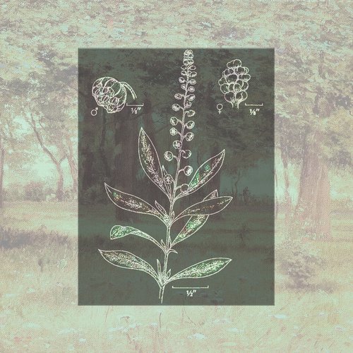 Ambrosia