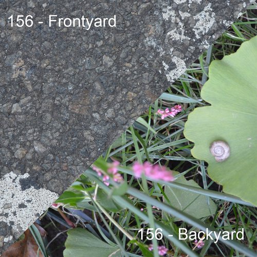 Frontyard / Backyard