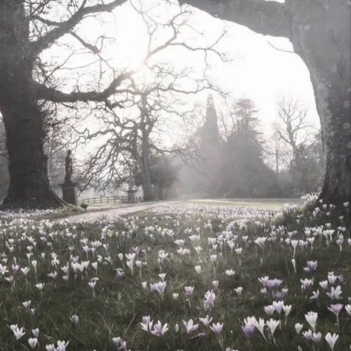 紫のバラ - BongHongTim