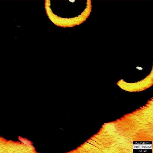 Meu Gato Quer Me Matar