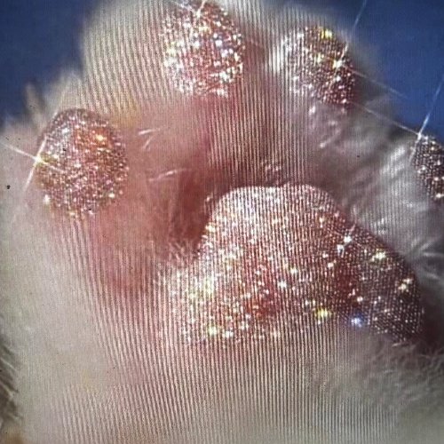 pinkPrint