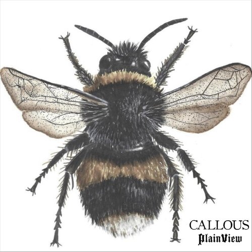 Callous