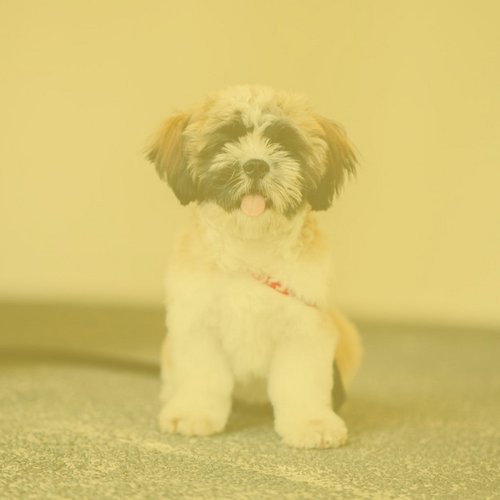 Music for Sweet Doggy