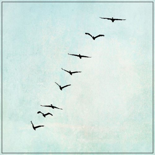 Birds Sing From The Barbed Wire