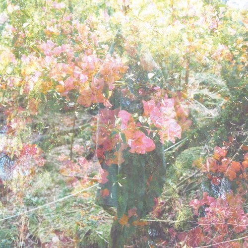 Aokigahara