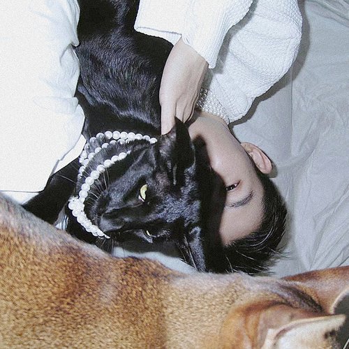 極致動物
