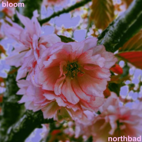 bloom
