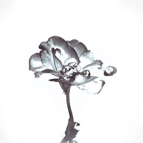 Wilted