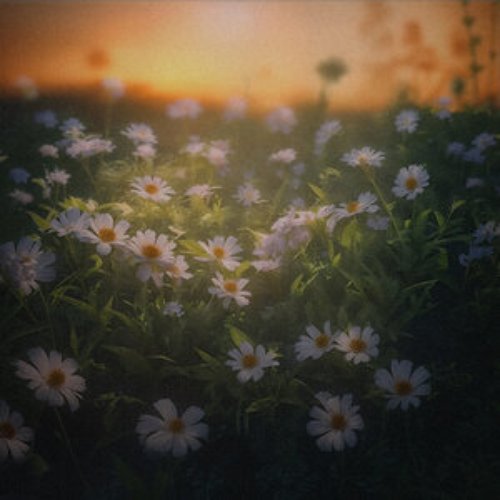 Flores Florent
