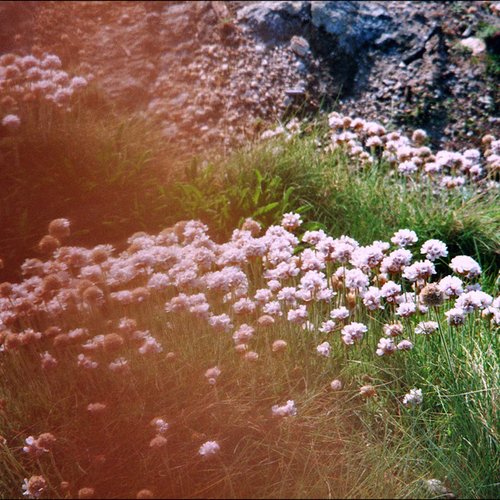 Garden Araki - Single