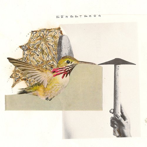 Birds of Paradise