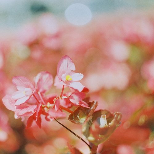 Untitled Album