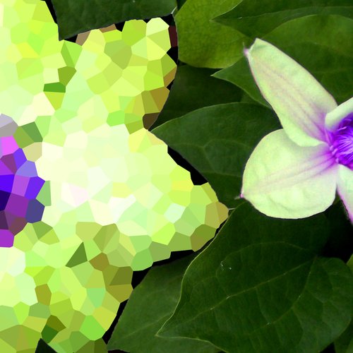 Two Flowers