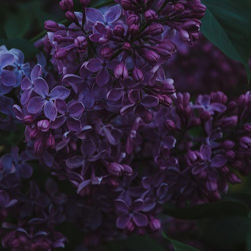 Flora - Single